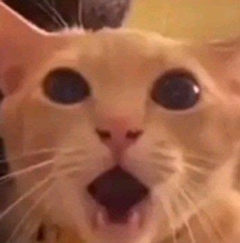 confused cat meme|shocked looking cat meme.